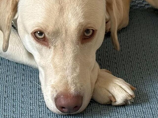 Klicke auf die Grafik für eine vergrößerte Ansicht  Name: IMG_E2116.jpg Ansichten: 44 Größe: 106,7 KB ID: 1206610