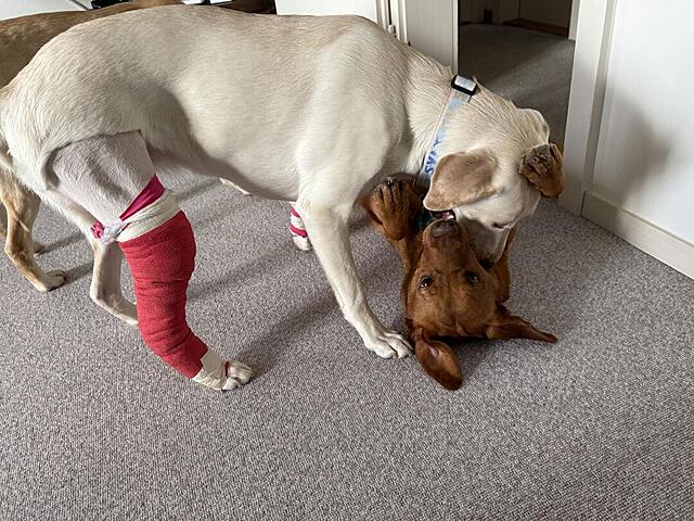 Klicke auf die Grafik für eine vergrößerte Ansicht  Name: IMG_2085.jpg Ansichten: 0 Größe: 184,2 KB ID: 1206612