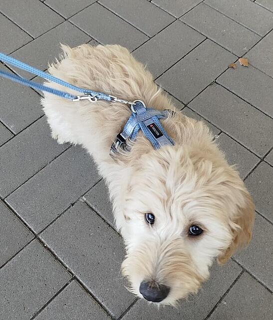 Klicke auf die Grafik für eine vergrößerte Ansicht

Name: e8d4ef7a-b257-4237-82d0-e9cfbabaabb3.jpg
Ansichten: 330
Größe: 133,9 KB
ID: 1207018