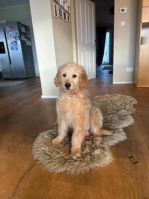 Klicke auf die Grafik für eine vergrößerte Ansicht

Name: IMG-20260302-WA0013[1].jpg
Ansichten: 1493
Größe: 115,3 KB
ID: 1207028