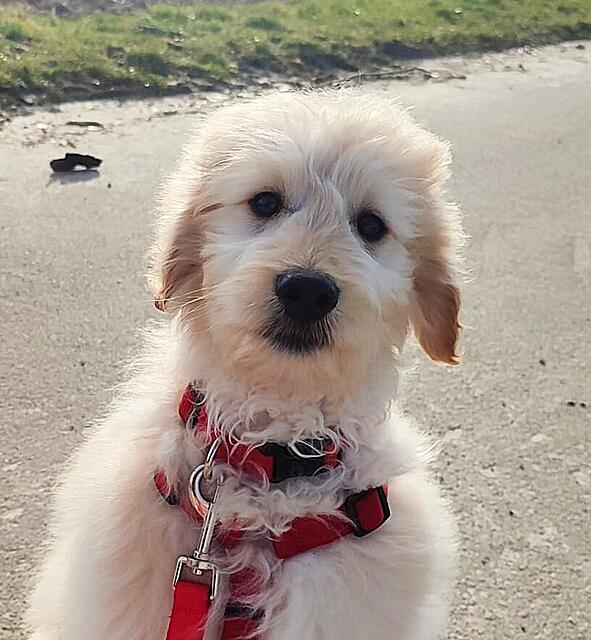 Klicke auf die Grafik für eine vergrößerte Ansicht  Name: Stormy TB.jpg Ansichten: 1 Größe: 137,2 KB ID: 1207287