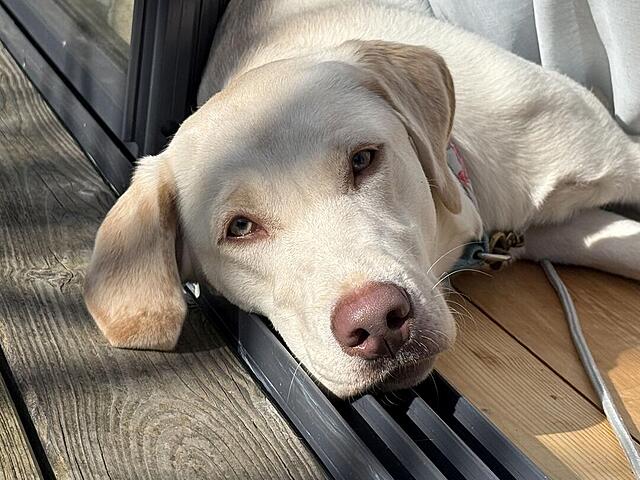 Klicke auf die Grafik für eine vergrößerte Ansicht  Name: IMG_2053.jpg Ansichten: 10 Größe: 130,3 KB ID: 1207342