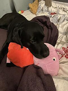 Klicke auf die Grafik für eine vergrößerte Ansicht  Name: IMG_3289.jpg Ansichten: 42 Größe: 92,4 KB ID: 1207364