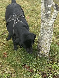 Klicke auf die Grafik für eine vergrößerte Ansicht  Name: IMG_3325.jpg Ansichten: 42 Größe: 265,8 KB ID: 1207365