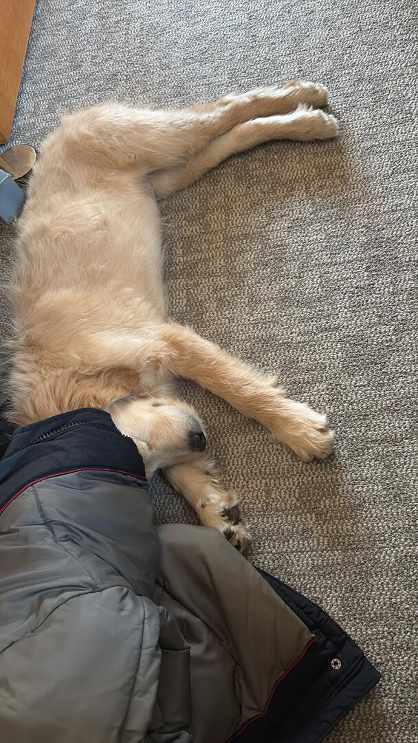 Klicke auf die Grafik für eine vergrößerte Ansicht  Name: ACFE2F8B-BCF2-4128-8086-41CA13F41C3D.jpg Ansichten: 0 Größe: 161,0 KB ID: 1207558