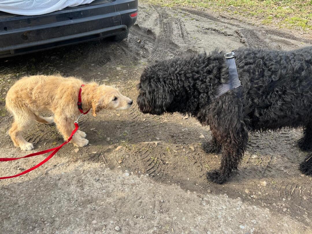 Klicke auf die Grafik für eine vergrößerte Ansicht  Name: 65edaa74-c290-4923-b8e2-2d71339b0b4b.jpg Ansichten: 0 Größe: 220,6 KB ID: 1207557