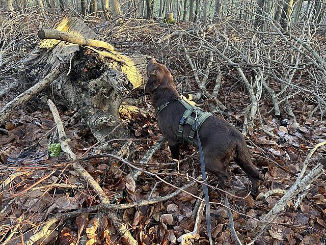 Klicke auf die Grafik für eine vergrößerte Ansicht  Name: IMG_1704.jpg Ansichten: 48 Größe: 319,8 KB ID: 1207467