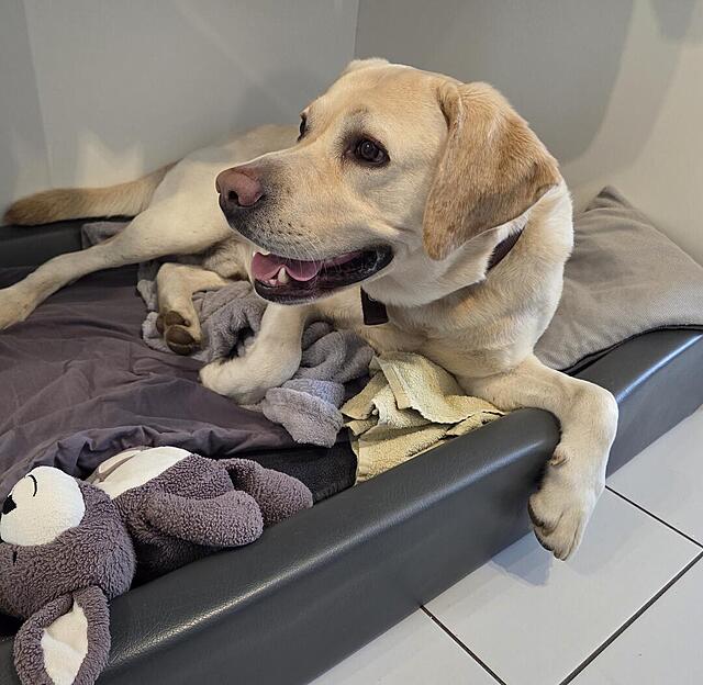 Klicke auf die Grafik für eine vergrößerte Ansicht

Name: 20260301_163125.jpg
Ansichten: 76
Größe: 121,6 KB
ID: 1207561