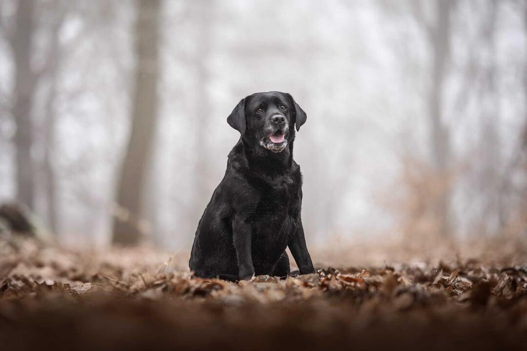 Klicke auf die Grafik für eine vergrößerte Ansicht  Name: IMG-20260307-WA0049.jpg Ansichten: 44 Größe: 51,0 KB ID: 1207630