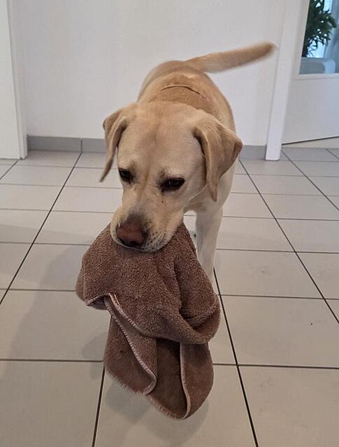 Klicke auf die Grafik für eine vergrößerte Ansicht

Name: 20260306_072254.jpg
Ansichten: 147
Größe: 60,3 KB
ID: 1209286