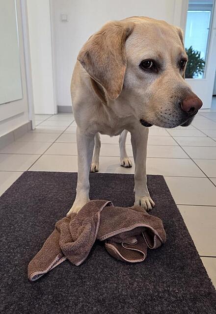 Klicke auf die Grafik für eine vergrößerte Ansicht

Name: 20260306_072428.jpg
Ansichten: 145
Größe: 95,7 KB
ID: 1209287