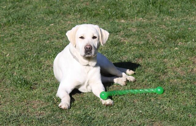 Klicke auf die Grafik für eine vergrößerte Ansicht  Name: IMG_2030.jpg Ansichten: 25 Größe: 106,3 KB ID: 1207714