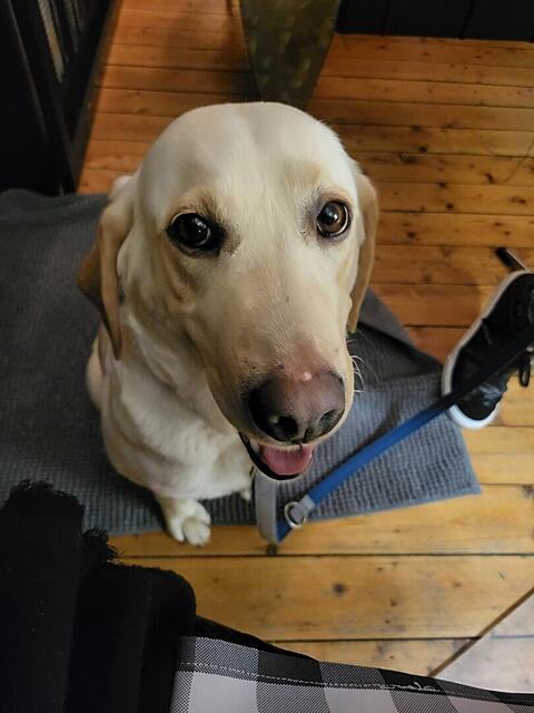 Klicke auf die Grafik für eine vergrößerte Ansicht  Name: WhatsApp Image 2026-03-09 at 12.18.42 (6).jpg Ansichten: 21 Größe: 70,0 KB ID: 1207801