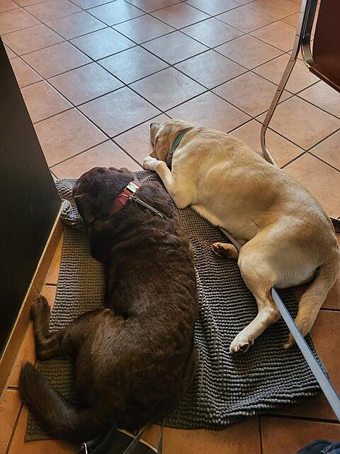 Klicke auf die Grafik für eine vergrößerte Ansicht  Name: WhatsApp Image 2026-03-09 at 12.33.57.jpg Ansichten: 21 Größe: 123,1 KB ID: 1207804