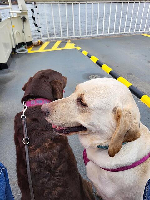 Klicke auf die Grafik für eine vergrößerte Ansicht  Name: WhatsApp Image 2026-03-09 at 12.18.42.jpg Ansichten: 21 Größe: 108,3 KB ID: 1207806