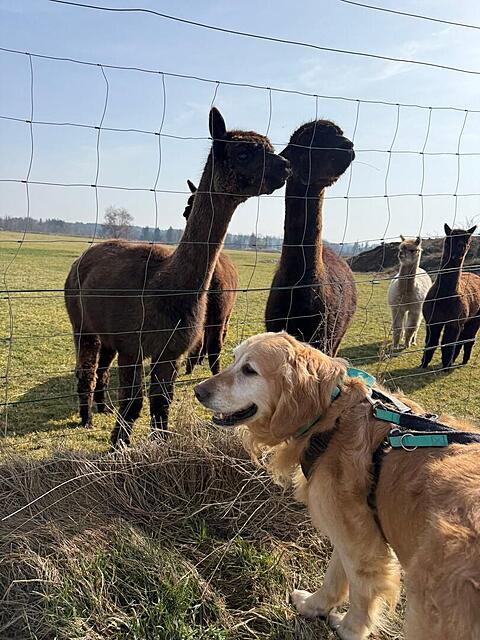 Klicke auf die Grafik für eine vergrößerte Ansicht  Name: 4ef810cf-59ad-45c6-a3cb-71aae47961fc.jpg Ansichten: 41 Größe: 159,9 KB ID: 1207906