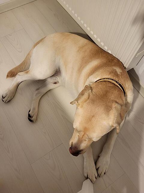 Klicke auf die Grafik für eine vergrößerte Ansicht

Name: 20260306_050420.jpg
Ansichten: 184
Größe: 70,5 KB
ID: 1208091