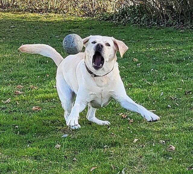 Klicke auf die Grafik für eine vergrößerte Ansicht

Name: 20260307_154103.jpg
Ansichten: 89
Größe: 201,0 KB
ID: 1208312