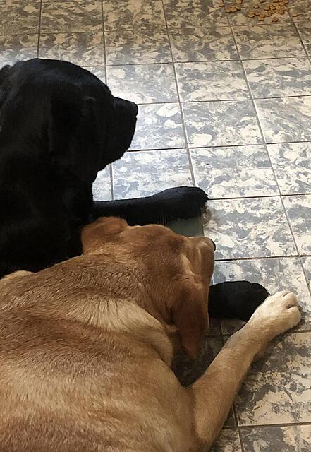 Klicke auf die Grafik für eine vergrößerte Ansicht  Name: IMG_E8956.jpg Ansichten: 32 Größe: 115,3 KB ID: 1208337