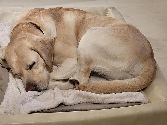 Klicke auf die Grafik für eine vergrößerte Ansicht

Name: 20260314_183956.jpg
Ansichten: 20
Größe: 94,1 KB
ID: 1208481