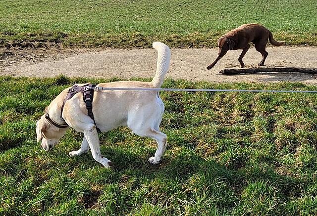 Klicke auf die Grafik für eine vergrößerte Ansicht

Name: 20260308_095254.jpg
Ansichten: 217
Größe: 292,2 KB
ID: 1208995