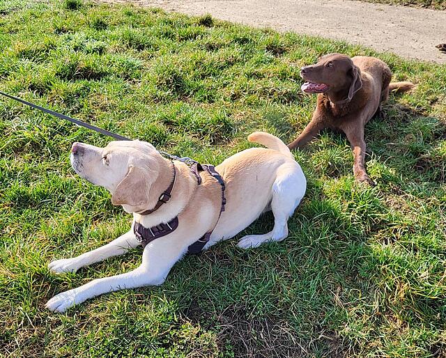 Klicke auf die Grafik für eine vergrößerte Ansicht

Name: 20260308_095313.jpg
Ansichten: 216
Größe: 319,5 KB
ID: 1208997