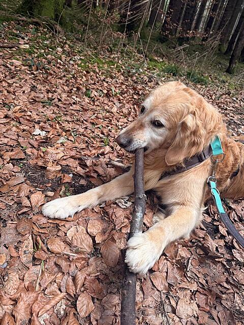 Klicke auf die Grafik für eine vergrößerte Ansicht  Name: 856503d3-144a-4367-81a8-b551aab2dc18.jpg Ansichten: 45 Größe: 224,5 KB ID: 1209075