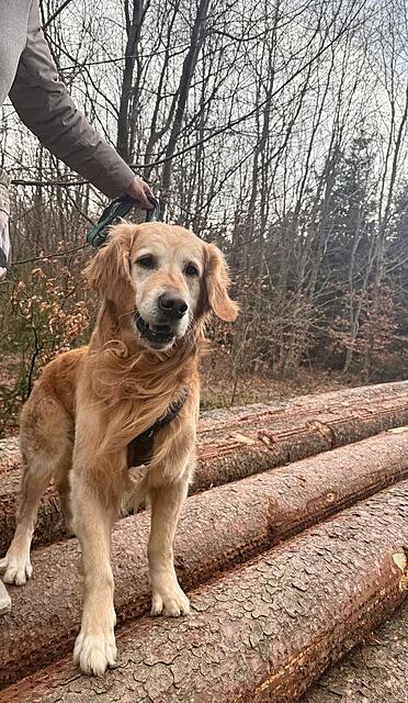 Klicke auf die Grafik für eine vergrößerte Ansicht  Name: 61440cc8-6161-45d2-b18b-110366af4418.jpg Ansichten: 44 Größe: 178,5 KB ID: 1209076