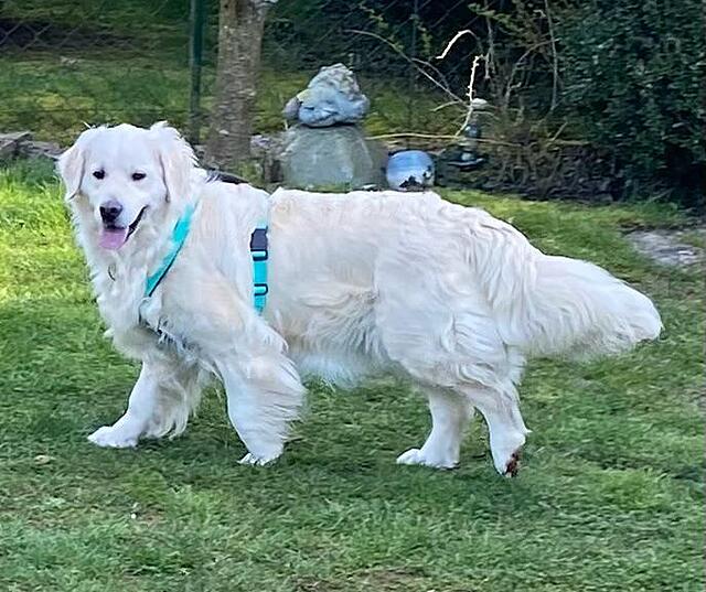 Klicke auf die Grafik für eine vergrößerte Ansicht  Name: IMG-20260315-WA0017[1].jpg Ansichten: 2 Größe: 69,9 KB ID: 1209474