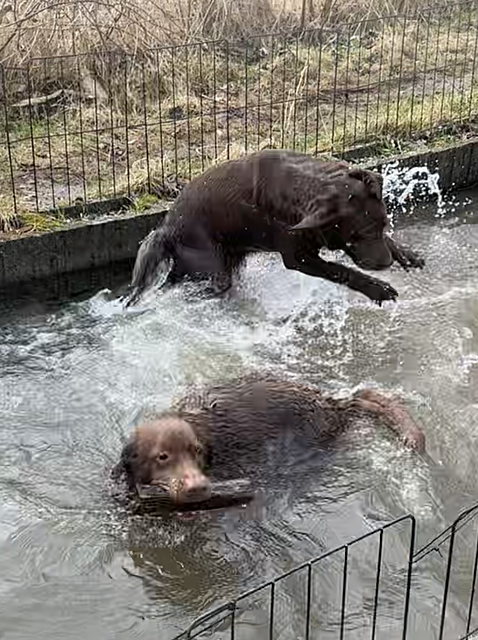 Klicke auf die Grafik für eine vergrößerte Ansicht  Name: IMG_2751.png Ansichten: 28 Größe: 1,26 MB ID: 1209782