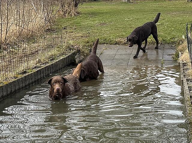 Klicke auf die Grafik für eine vergrößerte Ansicht  Name: IMG_2726.jpg Ansichten: 28 Größe: 259,0 KB ID: 1209778