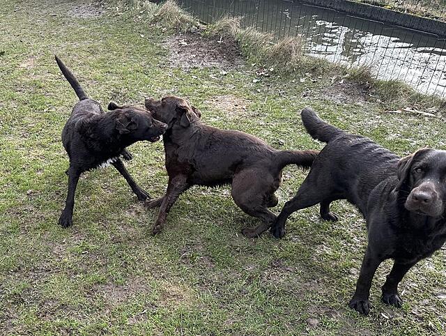 Klicke auf die Grafik für eine vergrößerte Ansicht  Name: IMG_2735.jpg Ansichten: 28 Größe: 284,8 KB ID: 1209779