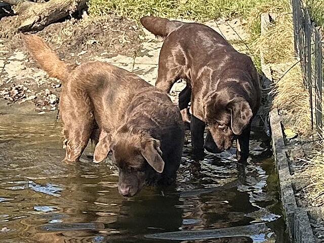 Klicke auf die Grafik für eine vergrößerte Ansicht  Name: IMG_2557 Molly Pool.jpg Ansichten: 29 Größe: 149,4 KB ID: 1209777