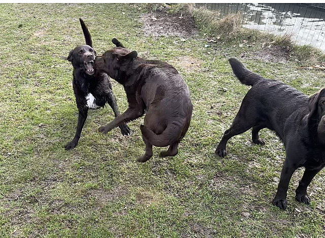 Klicke auf die Grafik für eine vergrößerte Ansicht  Name: IMG_3005.png Ansichten: 38 Größe: 1,54 MB ID: 1209788