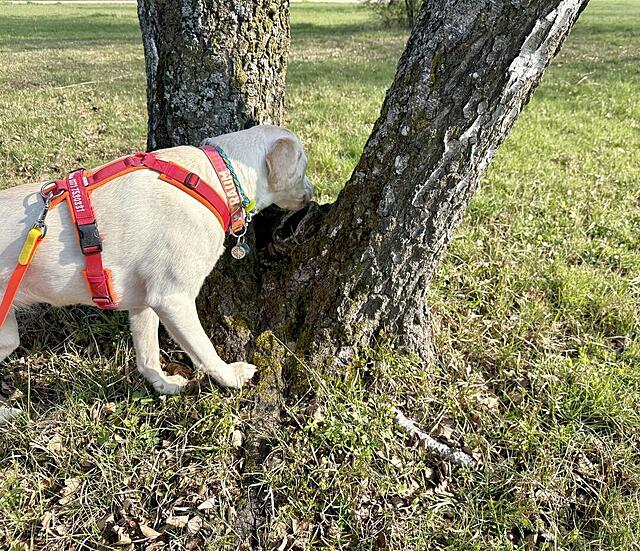 Klicke auf die Grafik für eine vergrößerte Ansicht  Name: IMG_E2606.jpg Ansichten: 19 Größe: 329,2 KB ID: 1209826