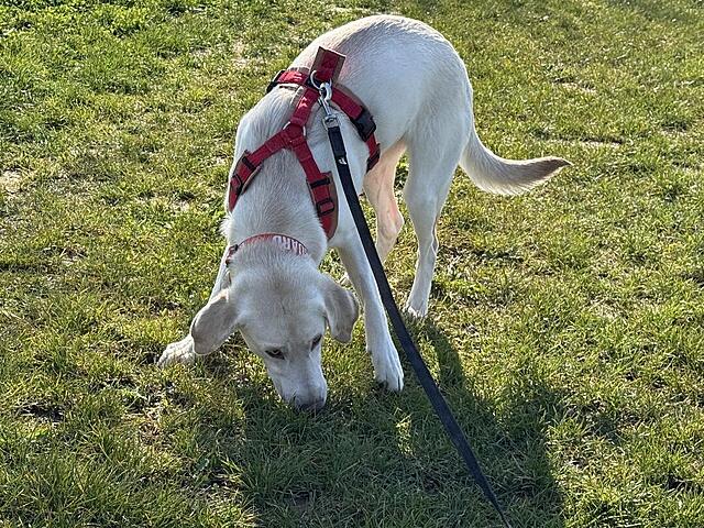 Klicke auf die Grafik für eine vergrößerte Ansicht  Name: IMG_2488.jpg Ansichten: 19 Größe: 274,2 KB ID: 1209830