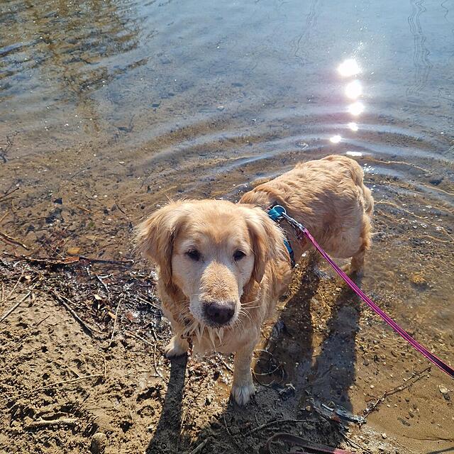 Klicke auf die Grafik für eine vergrößerte Ansicht

Name: 20260321_094318.jpg
Ansichten: 20
Größe: 244,3 KB
ID: 1209884