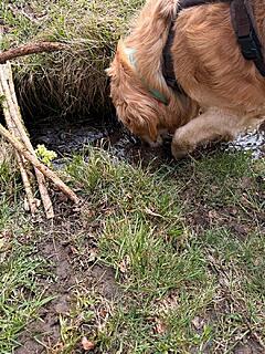 Klicke auf die Grafik für eine vergrößerte Ansicht

Name: 8c60bb1a-f871-4e7f-b350-3720bb73a561.jpg
Ansichten: 32
Größe: 285,2 KB
ID: 1209915