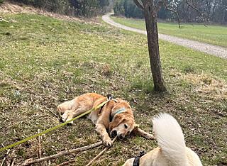 Klicke auf die Grafik für eine vergrößerte Ansicht

Name: 6f1b68e1-45b1-4bdb-a160-643d248fa832.jpg
Ansichten: 32
Größe: 190,1 KB
ID: 1209916