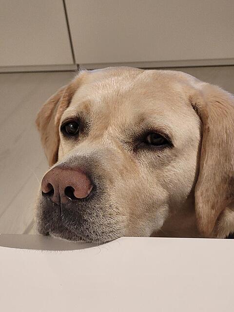 Klicke auf die Grafik für eine vergrößerte Ansicht

Name: 20260312_192827.jpg
Ansichten: 96
Größe: 77,6 KB
ID: 1209958