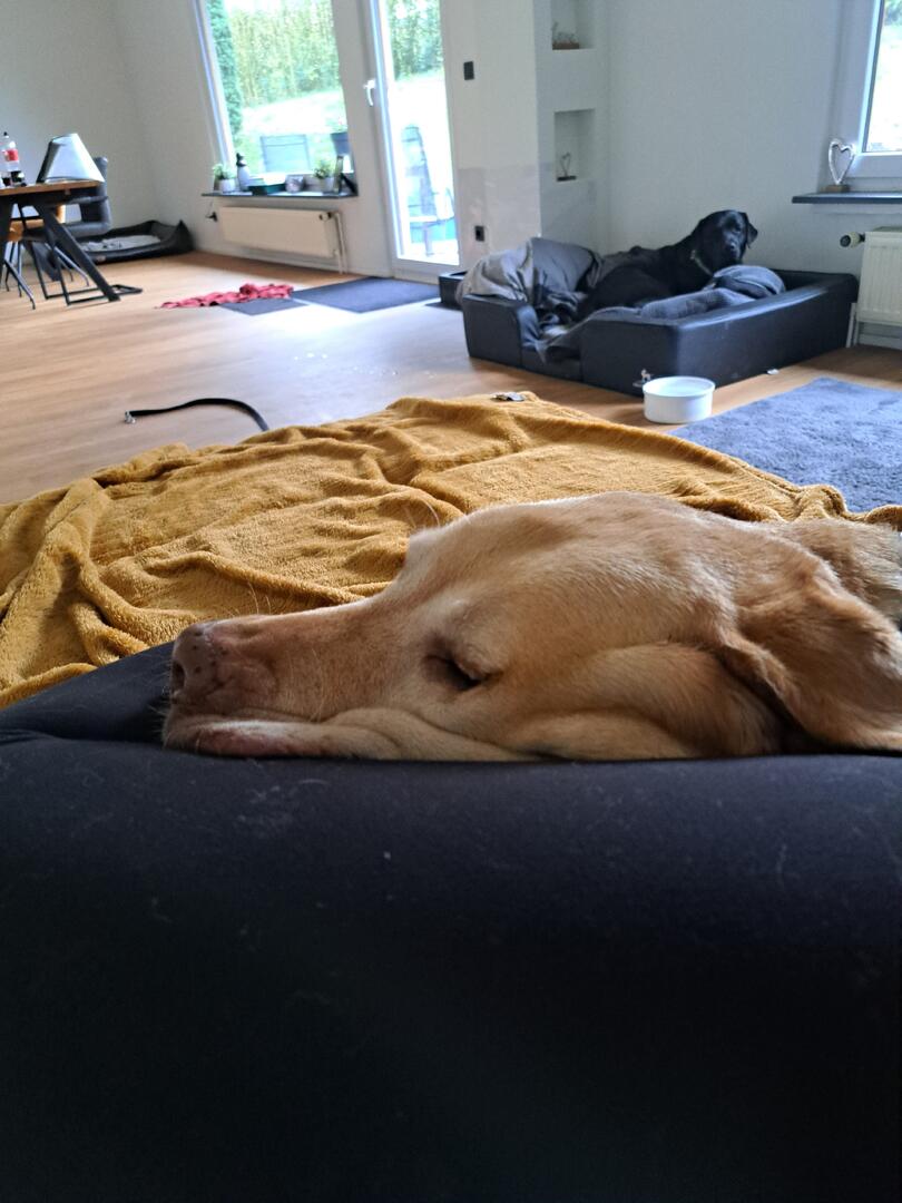 Klicke auf die Grafik für eine vergrößerte Ansicht  Name: 20260325_160431.jpg Ansichten: 0 Größe: 88,7 KB ID: 1210281