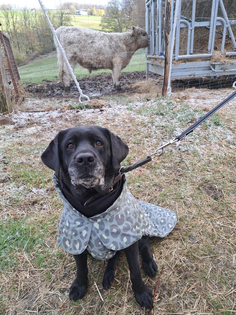 Klicke auf die Grafik für eine vergrößerte Ansicht  Name: 20260326_170553.jpg Ansichten: 51 Größe: 278,1 KB ID: 1210283