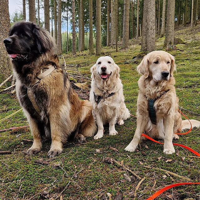 Klicke auf die Grafik für eine vergrößerte Ansicht  Name: 20260329_114623.jpg Ansichten: 63 Größe: 354,0 KB ID: 1210591