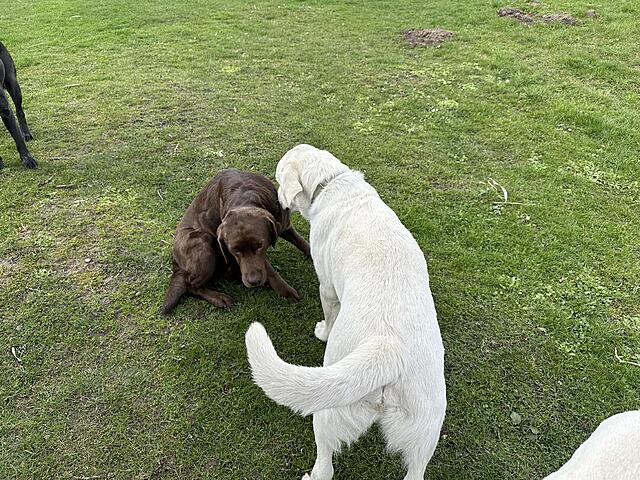 Klicke auf die Grafik für eine vergrößerte Ansicht

Name: IMG_3289.jpg
Ansichten: 21
Größe: 246,0 KB
ID: 1210767