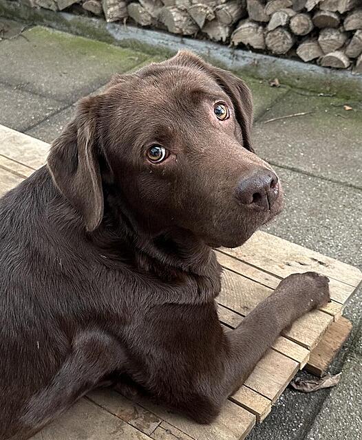 Klicke auf die Grafik für eine vergrößerte Ansicht

Name: IMG_2478.jpg
Ansichten: 44
Größe: 169,2 KB
ID: 1210775