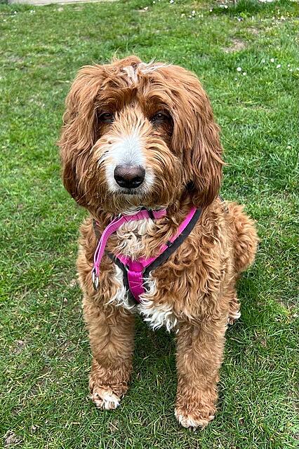 Klicke auf die Grafik für eine vergrößerte Ansicht

Name: 6c6be94e-71e1-4fbf-8d89-ce15981e454a.jpg
Ansichten: 13
Größe: 218,0 KB
ID: 1211069