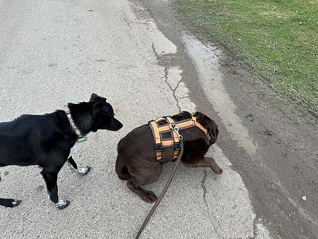 Klicke auf die Grafik für eine vergrößerte Ansicht  Name: IMG_3057.jpg Ansichten: 8 Größe: 212,3 KB ID: 1211074