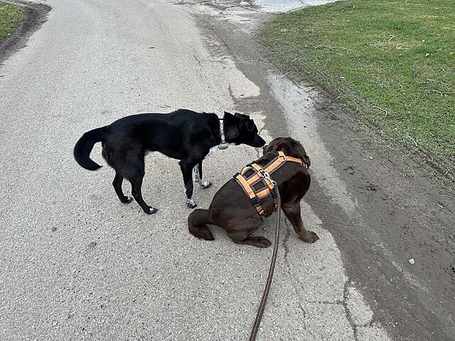 Klicke auf die Grafik für eine vergrößerte Ansicht  Name: IMG_3058.jpg Ansichten: 8 Größe: 223,4 KB ID: 1211075