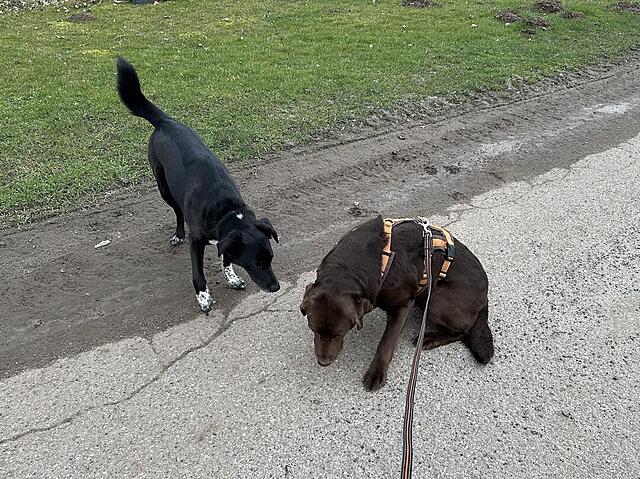 Klicke auf die Grafik für eine vergrößerte Ansicht  Name: IMG_3059.jpg Ansichten: 8 Größe: 255,0 KB ID: 1211078