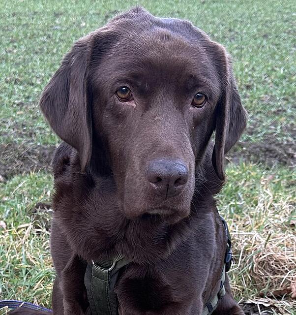 Klicke auf die Grafik für eine vergrößerte Ansicht  Name: IMG_2533.jpg Ansichten: 20 Größe: 179,8 KB ID: 1211080